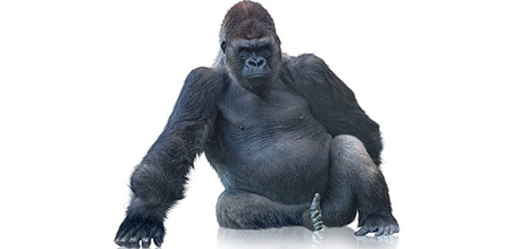 coala-large-format.jpg